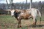 Anne Bonnie at just under 2 y/o.  She is my favorite cow!!