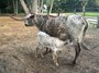 Anne Bonnie with her first calf - a little bull