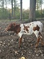 Lady's heifer